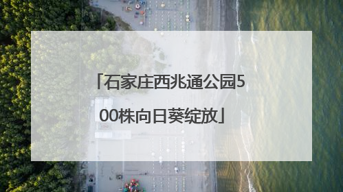 石家庄西兆通公园500株向日葵绽放