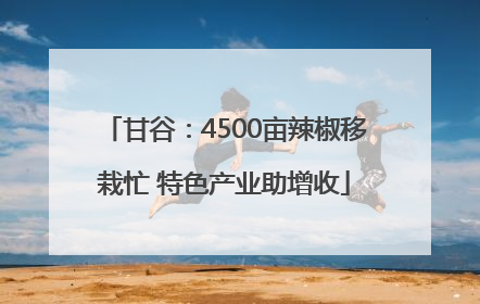 甘谷：4500亩辣椒移栽忙 特色产业助增收