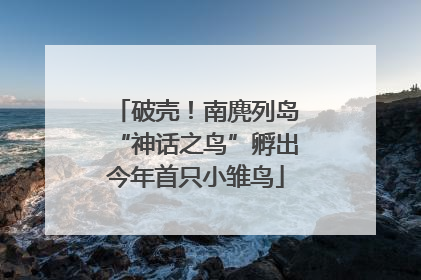 破壳！南麂列岛“神话之鸟”孵出今年首只小雏鸟