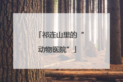 祁连山里的“动物医院”