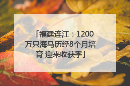 福建连江：1200万只海马历经8个月培育 迎来收获季