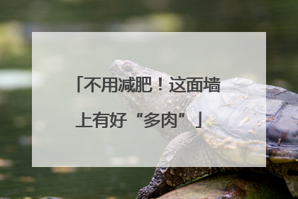 不用减肥！这面墙上有好“多肉”