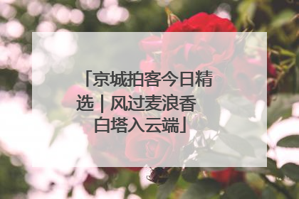 京城拍客今日精选｜风过麦浪香 白塔入云端