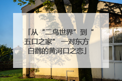 从“二鸟世界”到“五口之家” 一对东方白鹳的黄河口之恋