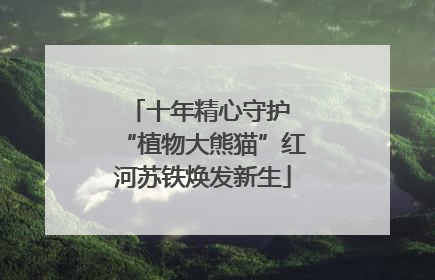 十年精心守护 “植物大熊猫”红河苏铁焕发新生