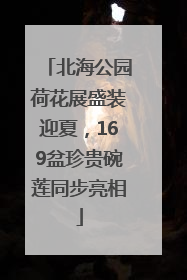 北海公园荷花展盛装迎夏，169盆珍贵碗莲同步亮相