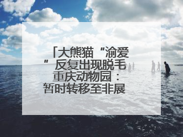 大熊猫“渝爱”反复出现脱毛 重庆动物园：暂时转移至非展示区静养治疗