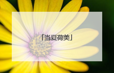 当夏荷美