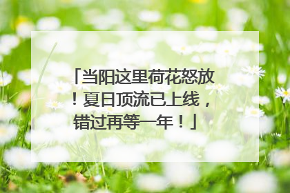 当阳这里荷花怒放！夏日顶流已上线，错过再等一年！