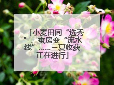 小麦田间“选秀”、蚕房变“流水线”……三夏收获正在进行