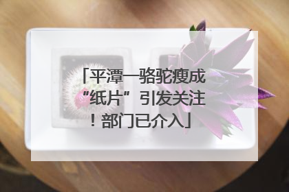 平潭一骆驼瘦成“纸片”引发关注！部门已介入