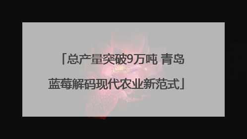 总产量突破9万吨 青岛蓝莓解码现代农业新范式