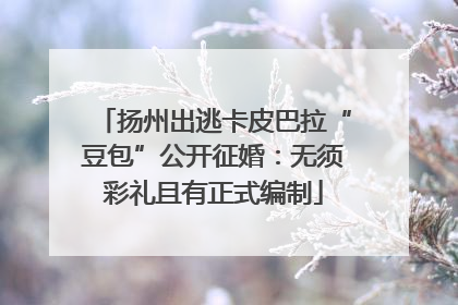 扬州出逃卡皮巴拉“豆包”公开征婚：无须彩礼且有正式编制