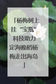 杨梅树上挂“宝瓶” 科技助力定海晚稻杨梅走出海岛
