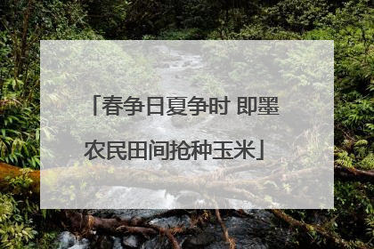 春争日夏争时 即墨农民田间抢种玉米