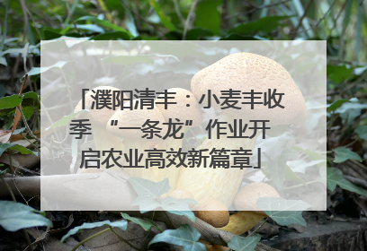 濮阳清丰：小麦丰收季 “一条龙”作业开启农业高效新篇章
