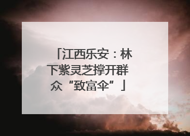 江西乐安：林下紫灵芝撑开群众“致富伞”