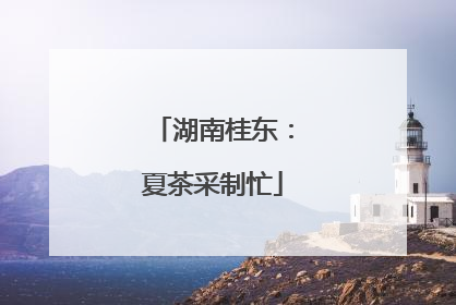 湖南桂东：夏茶采制忙