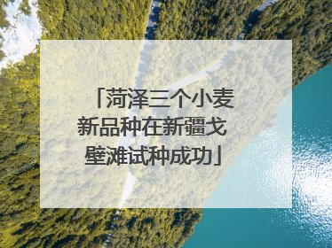 菏泽三个小麦新品种在新疆戈壁滩试种成功