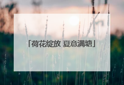 荷花绽放 夏意满塘