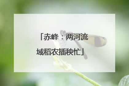 赤峰：两河流域稻农插秧忙