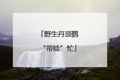 野生丹顶鹤“带娃”忙