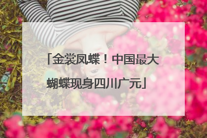 金裳凤蝶！中国最大蝴蝶现身四川广元