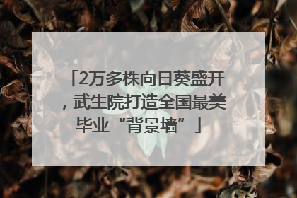 2万多株向日葵盛开，武生院打造全国最美毕业“背景墙”